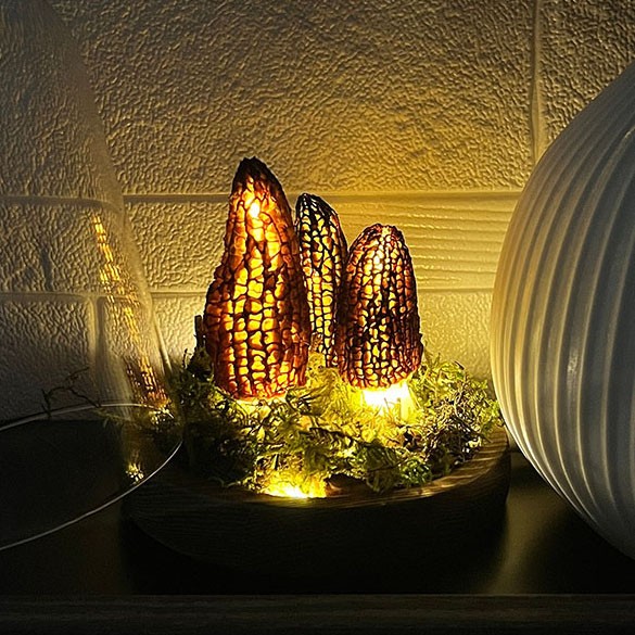 Wild Morel Mushroom Lamp Made from Polish Black Morels Christmas Gift